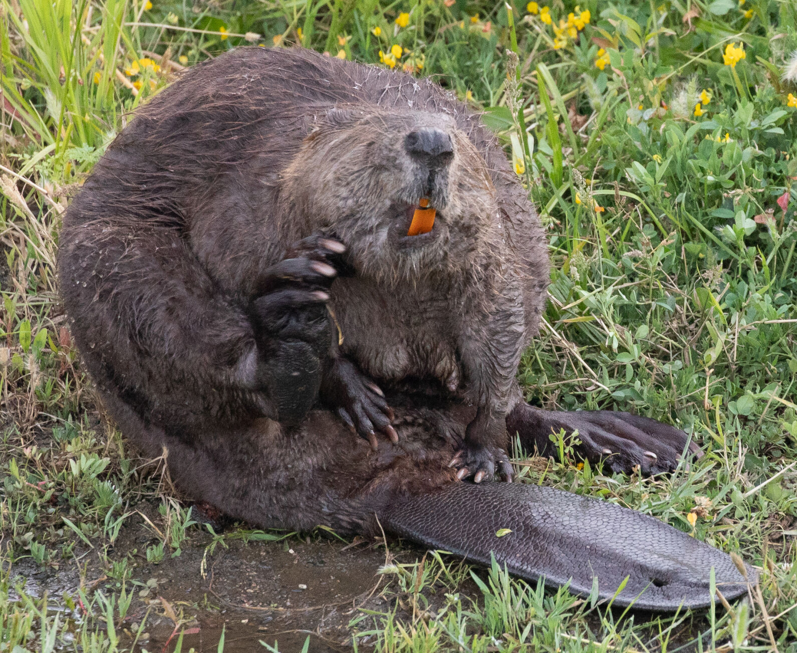 Beaver Lodge Summer 2021